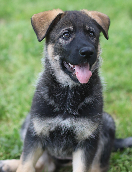 glaurung puppies